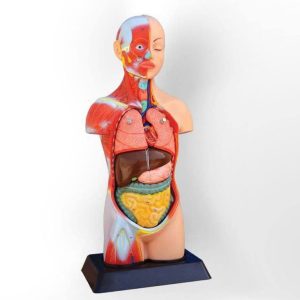 مولاژ (آناتومی بدن)1/2 اندازه طبیعی 7067