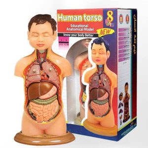 مولاژ(آناتومی بدن) 1/4 اندازه طبیعی 2851