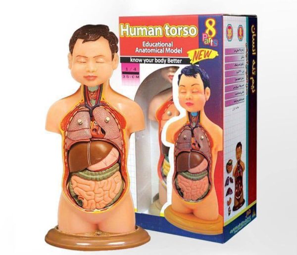 مولاژ(آناتومی بدن) 1/4 اندازه طبیعی 2851 - Image 1